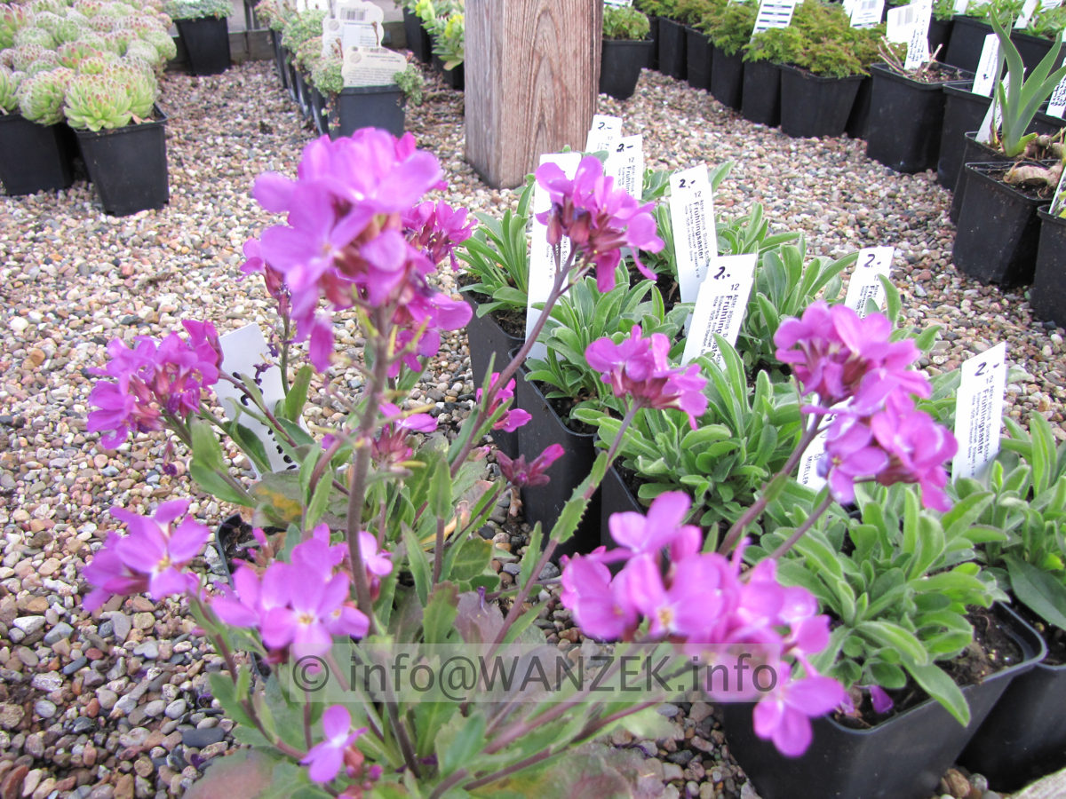 Arabis Fruehlingszauber.JPG